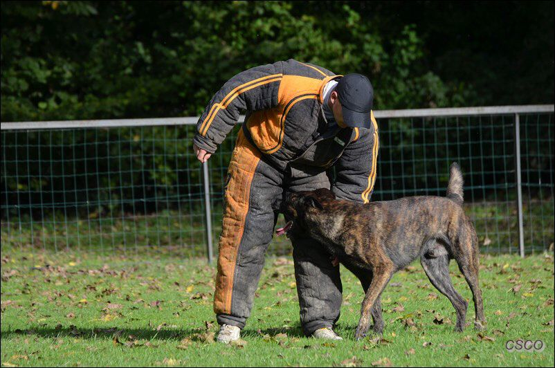 2013-rech2-champ-Falko (Copier).jpg